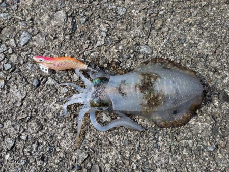 朝マズメの短時間勝負